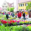 Der Fuchsien- und Kräutermarkt in Wemding ist zum Aushängeschild der Stadt geworden, zieht viele Besucher an und kurbelt damit den Umsatz in den lokalen Geschäften an. Der Gewerbeverband könnte sich einen weiteren verkaufsoffenen Sonntag vorstellen. 