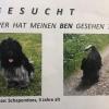 Mit einem Steckbrief suchte Ulrike M. nach ihrem Hund Ben. Ausgerechnet ihr Sohn hatte ihr das Tier geraubt.