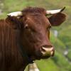 Das Waldschaf, das Weideschwein und das Pinzgauer Rind gehören zu den vom Aussterben bedrohten Nutztierrassen. 

