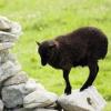 Klimawandel lässt schwarze Schafe verschwinden