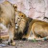 Die beiden Asiatischen Löwen Aarany und Kiron im Tiergarten Nürnberg. Die vier Jungen, die Aarany im Mai zur Welt brachte, sind alle gestorben.