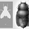Die Scharfrichter-Fliege köpft Ameisen: Euryplatea nanaknihali misst nur etwa 0,4 Millimeter und ist damit 15 Mal kleiner als eine gewöhnliche Stubenfliege und immer noch fünf Mal kleiner als eine Fruchtfliege. 