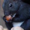 Jetzt sammeln die Eichhörnchen eifrig Nahrung für den bevorstehenden Winter. Wer den niedlichen Tieren helfen will, kann mehr Haselnusssträucher pflanzen. Unser Fotomodell hatte es einfach: Die Nüsse gab es von Menschenhand. 