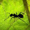 Eine Ameise sitzt auf der Unterseite eines Blattes. Oft krabbeln die Tiere aber auch in Häuser und Wohnungen. Dagegen gibt es aber Haushaltsmittel.