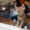 Ein kleine Katze steht im Tierheim hinter einer Glasscheibe.