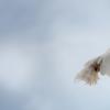 White dove in flight on the blue sky