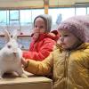 Der Kleintierzuchtverein Mindelheim veranstaltet in Apfeltrach eine große Jubiläumsschau, auf der rund 620 Kleintiere zu bestaunen sind. Besonders beliebt bei den Kindern sind Kaninchen wie Rammler "Marc", ein "Satin elfenbein Rotauge".