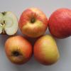 Diese Äpfel stehen für Robustheit im Gartenobstbau. 