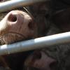 Zu viel Gewicht haben 30 schlachtreife Rinder in einem Tiertransport auf die Waage gebracht. 