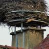 Das Storchennest auf dem Dach des Kettershauser Kindergartens soll weichen. Künftig sollen die Tiere außerhalb des Dorfes nisten. 	 	