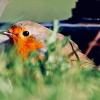 Das Rotkehlchen ist der Vogel des Jahres 2021. Den Vogel hat auch der Ornithologe und Biologe Stefan Böhm, der Vorsitzender der Kreisgruppe Günzburg des LBV ist, bei seinen Beobachtungen entdeckt. 	