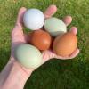 So sehen Eier von glücklichen Hühnern aus.