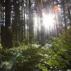 Aus einem Waldstück zwischen Margertshausen und Weiherhof ist eine Fichte gestohlen worden.