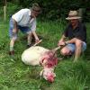 In der Nacht zum 19. Juni 2006 reißt das Raubtier ein Schaf bei Kreuth im Landkreis Miesbach.