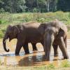 Der Präsident von Botswana will nicht nur 20.000 Elefanten nach Deutschland schicken. Auch Großbritannien soll Tiere bekommen.