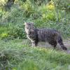 In der Region gibt es zu viele herrenlose Katzen. Sie verwahrlosen und stecken sich gegenseitig mit Krankheiten an, an denen sie oftmals zu Grunde gehen.