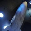 Gefundenes Mini-Organ erklärt Riesen-Wal-Rätsel: Das Modell eines 26 Meter langen Blauwals schwebt im Ozeaneum Stralsund.