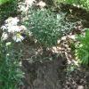 An dieser Stelle bei Holzkirchen war die Leiche der 34-Jährigen vergraben. Die Gemeinde Ehekirchen hat das Loch zugeschüttet und Blumen gepflanzt. 	