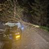 Es war noch dunkel am Morgen, als in Kutzenhausen ein Baum auf die Straße stürzte. Der Fahrer kam mit einem Schleudertrauma ins Krankenhaus.