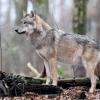 Der Wolf ist zurück in Bayern. Am Sonntag wurde ein einzelner Wolf im Landkreis Rottal-Inn gesichtet. 