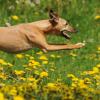 Wenn ein Hund jemanden attackiert, kann das Konsequenzen bis hin zum Maulkorbzwang haben. In Ottmaring wurde unlängst ein Mann von einem Windhund angergriffen.