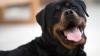 Rottweiler sind eine beliebte und teure Hunderasse.
