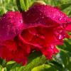 Regentropfen benetzen die Blüte einer Pfingstrose: Das Wetter am langen Wochenende wird wechselhaft.