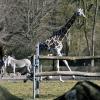 Der Augsburger Zoo hat zurzeit viele Probleme.