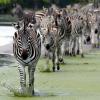 Die Zebrastreifen dienen als Schutz. Die Zebras sind im Licht der Savanne für die Insekten kaum sichtbar.