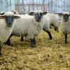 Das Schmallenberg-Virus breitet sich aus: Das für Schafe, Rinder und Ziegen gefährliche Virus ist inzwischen in 13 Bundesländern nachgewiesen.