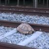Am Montagabend verirrte sich eine Riesenschildkröte auf Bahngleise bei München.