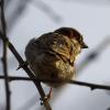 Ein Haussperling (Passer domesticus) sitzt in Dresden in einem Strauch.