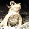 Tausende von Erdkröten rettete heuer der Bund Naturschutz Buttenwiesen. 