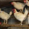 Seit vergangenen November galt im Landkreis die strikte Stallpflicht wegen der Vogelgrippe. Gestern hat das Bayerische Umweltministerium die von den Geflügelhaltern herbeigesehnte Aufhebung verkündet. 
