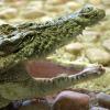 Das Nil-Krokodil Theophila kam 1974 im Alter von zwei Monaten als Gastgeschenk des Bürgermeisters der afrikanischen Stadt Kayes in Mali in die Partnerstadt Magdeburg.