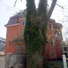Dieser alte Baum vor der "roten Villa" im Thelottviertel hat schwere Schäden. Der Eigentümer wehrt sich gegen Vorwürfe von Kritikern. 