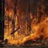 Seit Beginn der großen Buschfeuer im Oktober verbrannten in Australien mehr als zehn Millionen Hektar Land.