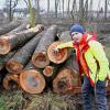 Es ist ein Trauerspiel: Stadtförster Kevin Rees zeigt im Günzburger Auwald, wie das Eschentriebsterben den gesamten Baumbestand erfasst und geschädigt hat. 