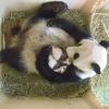 Panda-Dame Yang Yang hält ihre Babys im Arm.