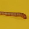 Mehlwürmer könnten sich als Nahrungsmittelersatz eignen – doch Experte Reitmaier sieht da eine andere Gefahr. 