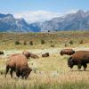 Bevor Wildtiere im Nationalpark geschützt wurden, reduzierte sich der Bison-Bestand auf 200 Tiere. Inzwischen gibt es wieder 4000 dieser Büffel im Yellowstone Schutzgebiet.  