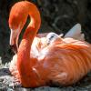 Hier versteckt sich das Flamingo-Küken in den Federn der Mutter.