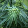 27 Marihuana-Pflanzen wurden in einer Wohnung in Thannhausen entdeckt