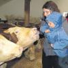 Ganz nahe können die Kinder den Tieren auf dem Bauernhof kommen. Zum achten Mal laden die Landfrauen zu Kindertagen auf den Höfen ein. Im Landkreis Donau-Ries freuen sich heuer 34 Bauernhöfe auf rund 1300 Kinder. Auftakt war am Mittwoch bei der Familie Herrle in Ehringen.  