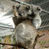 Das Koala-Weibchen Callyx und ihr Junges William, die ein Buschfeuer mit leichten Verletzungen überlebt haben, wohnen in dem so genannnten "Fünf-Sterne-Hotel" für gerettete Koalas.