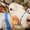 Beim Bayerischen Jungzüchtertreffen in Wertingen werden die besten Tiere der Züchter ausgezeichnet. Auch Landwirt Andreas Böhm aus Oppertshofen (Landkreis Donau-Ries) bekommt mehrere Auszeichnungen als Fleckviehzüchter.  	