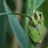 Der Laubfrosch soll im Landkreis Neu-Ulm wieder mehr Platz bekommen. 