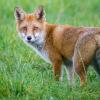 Am nördlichen Ortsrand von Steinheim sollen neue Häuser gebaut werden. Im Ausschuss wurde darüber diskutiert, wie die Zäune gestaltet werden sollen – auch um Wildtiere wie den Fuchs draußen zu halten.  	
