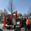 Der erste von acht Bäumen steht. Am Montag hat die Mannschaft von Stadtgärtnerei-Chef Uwe Johannsen damit begonnen, die Winterlinden auf dem alten Friedhof einzupflanzen. 