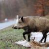 Auf der B 25 bei Fremdingen ist ein totes Wildschwein verschwunden. Die Polizei bittet um Hinweise.